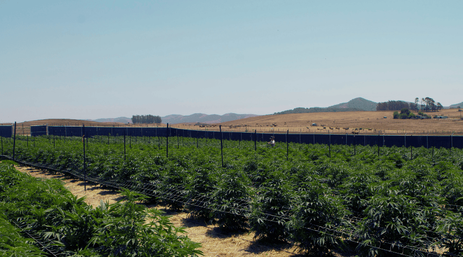an outdoor cannabis farm on a clear day