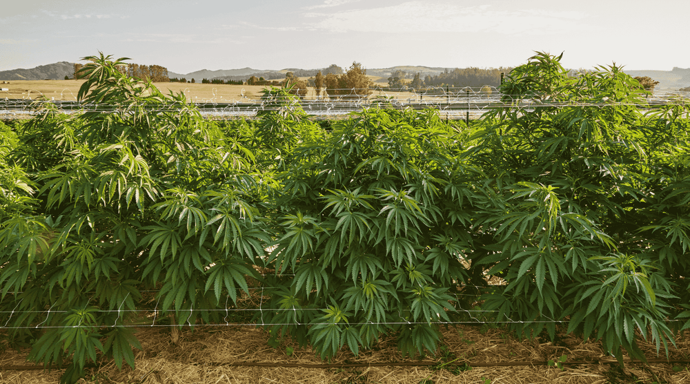 Sonoma hills cannabis farm 