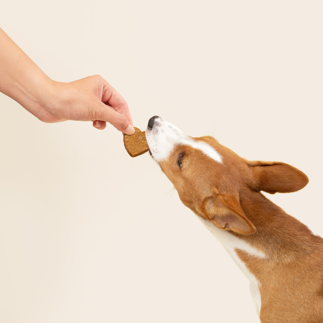 a dog eating a dog treat
